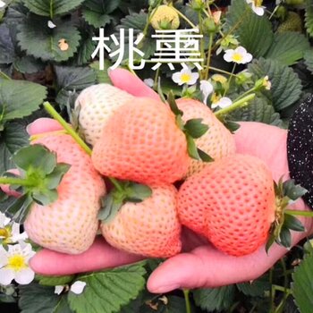 妙香三号草莓简介图片